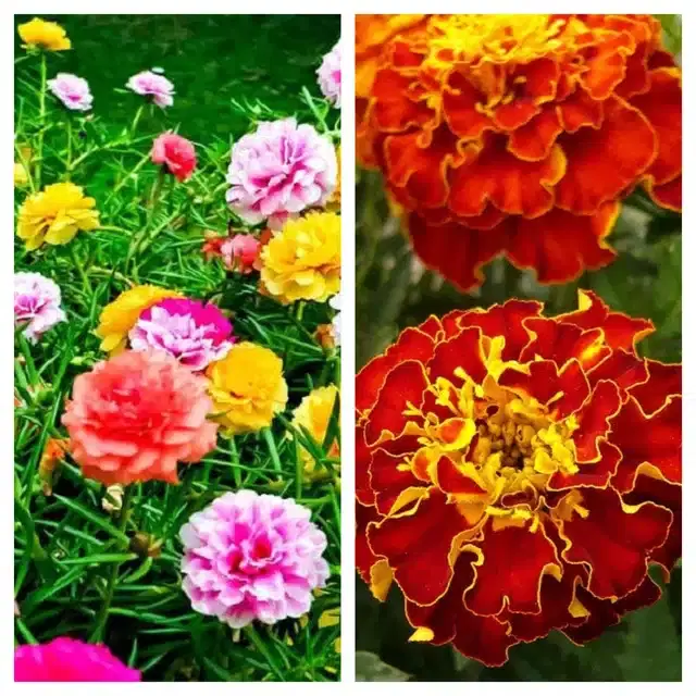 Petunia Mix & Marigold French Flower Seeds, Pack of 2