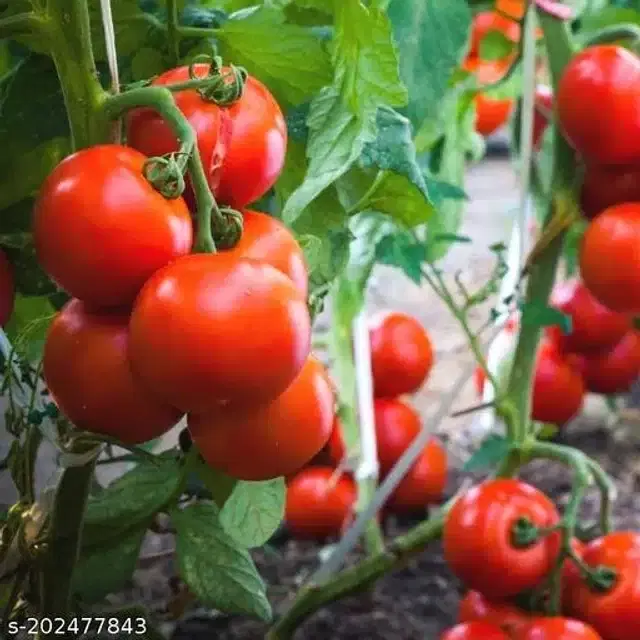 Organic Tomato Seeds, Pack of 50