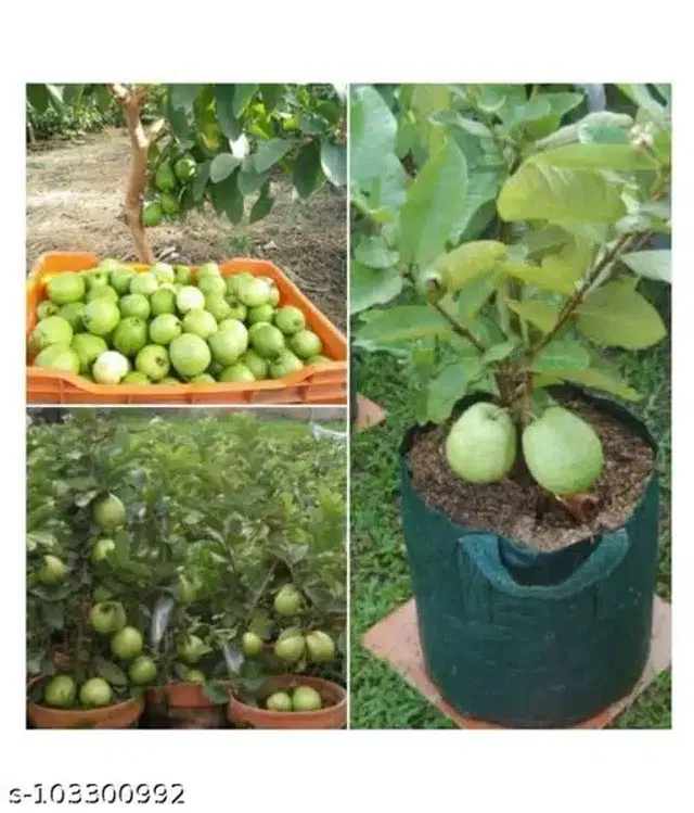 Hybrid Red Guava Fruit Seeds, Pack of 100