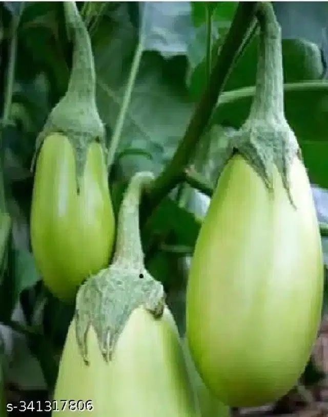Organic Green Brinjal Seeds, Pack of 50