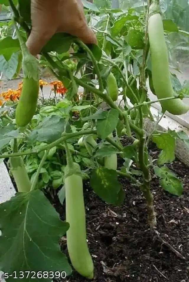 Best Green Long Brinjal Seeds, Pack of 50