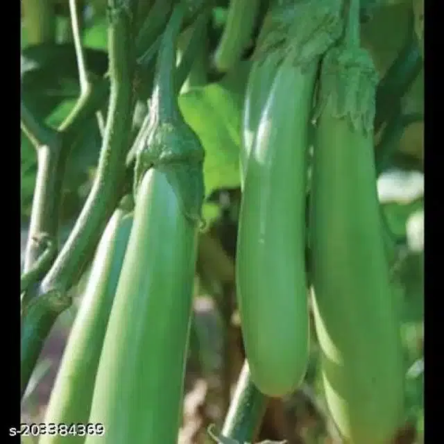 Green Long Brinjal Seeds, Pack of 50