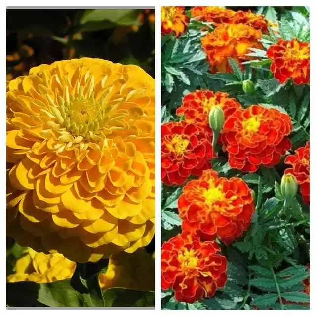 Zinnia Yellow & Marigold French Flower Seeds, Pack of 2