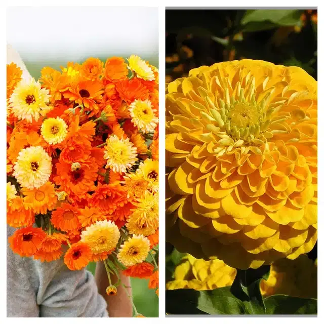 Calendula Mix & Zinnia Yellow Flower Seeds, Pack of 2