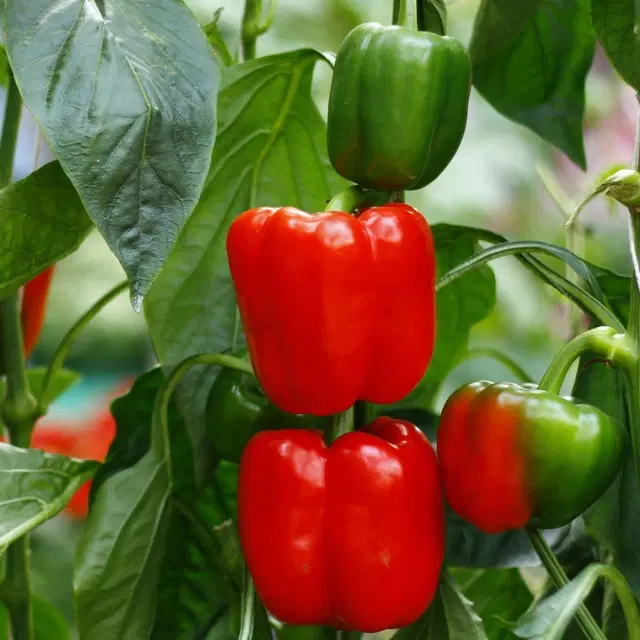 Red Capsicum Vegetable Seeds, Pack of 50