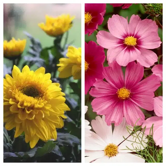 Chrysanthemum Yellow & Cosmos Mix Flower Seeds, Pack of 2