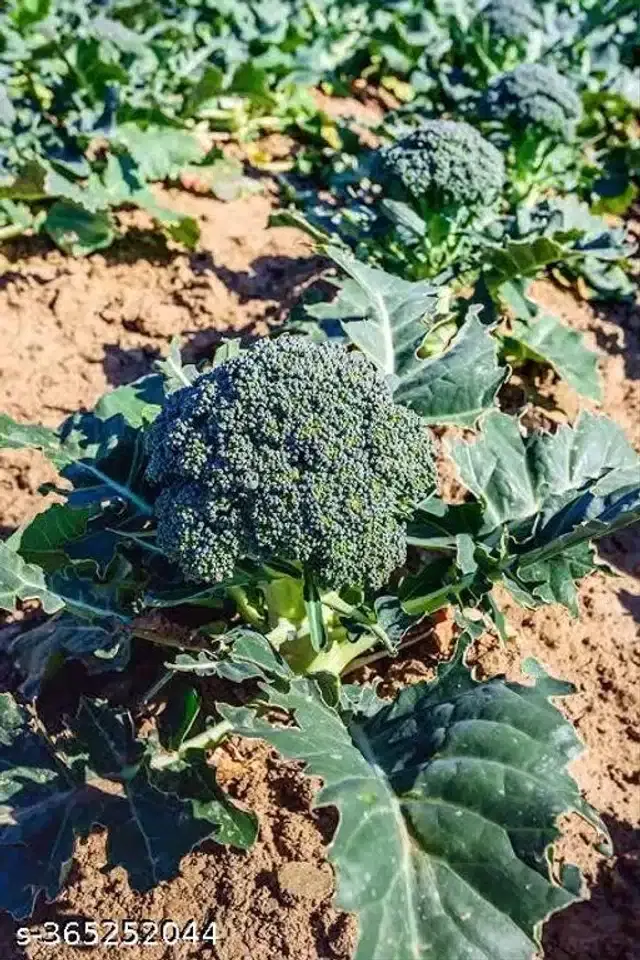 Broccoli Calabrese Hybrid Variety Vegetable Seeds, Pack of 100