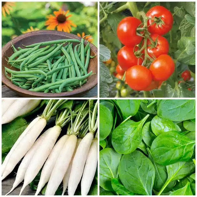 4 Variety of Vegetable Seeds, Combo of 4