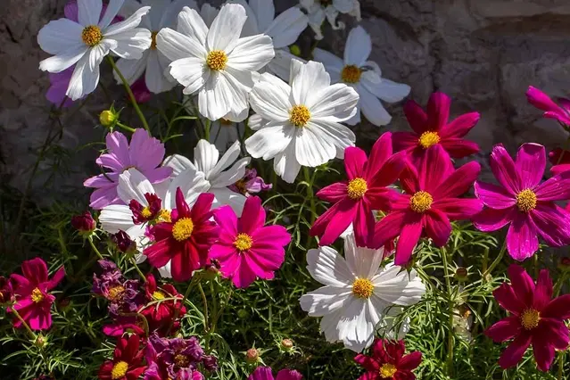 Zello Cosmos Mixed Flower, 20 Seeds