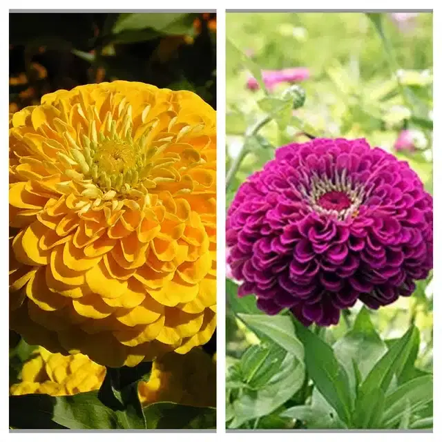 Zinnia Yellow & Zinnia Purple Flower Seeds, Pack of 2