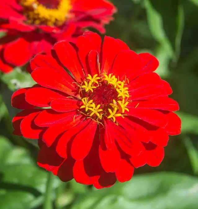 Jignisha Seeds Zinnia Red Flower Seeds, Red, Pack of 30