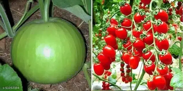 Seeds of Hybrid Cherry Tomato & Round Bottle Gourd Vegetables, Pack of 2