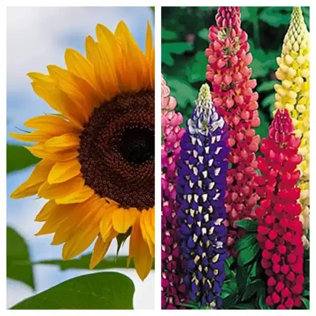 Sunflower & Lupine Mix Flower Seeds, Pack of 2