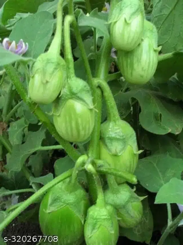 Green Round Eggplant Seeds, Pack of 50