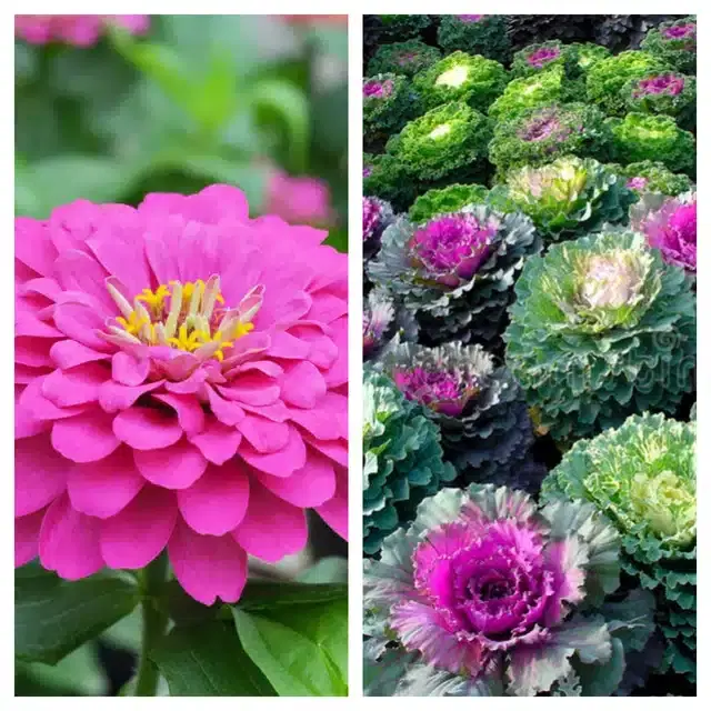Zinnia Pink & Flowering Kale Flower Seeds, Pack of 2