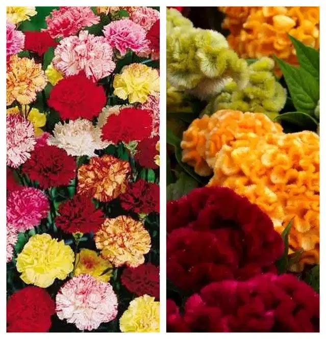 Carnation Mix & Cockscomb Mix Flower Seeds, Pack of 2