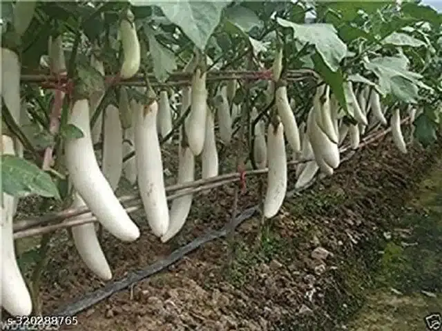 Desi Eggplant Brinjal Seeds, Pack of 50