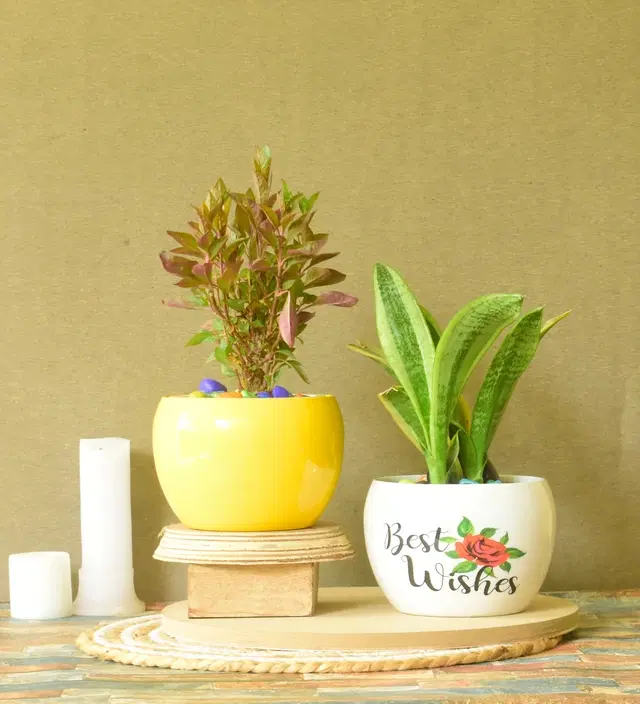 Metal Planter for Home, Multicolor, Pack of 2