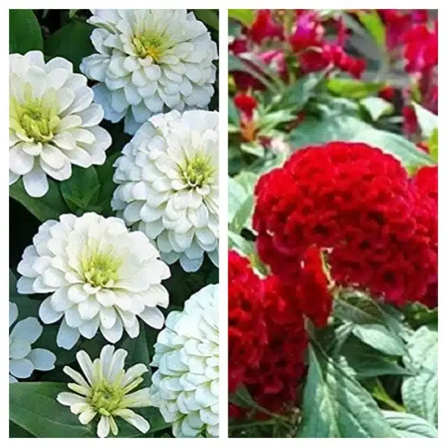 Zinnia White & Coskscomb Red Flower Seeds, Pack of 2