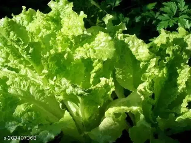 Lettuce Iceberg Green Vegetable Seeds, Pack of 100