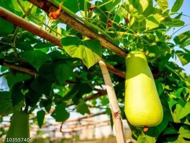 Dudhi Hybrid Vegetable Seeds, Pack of 15