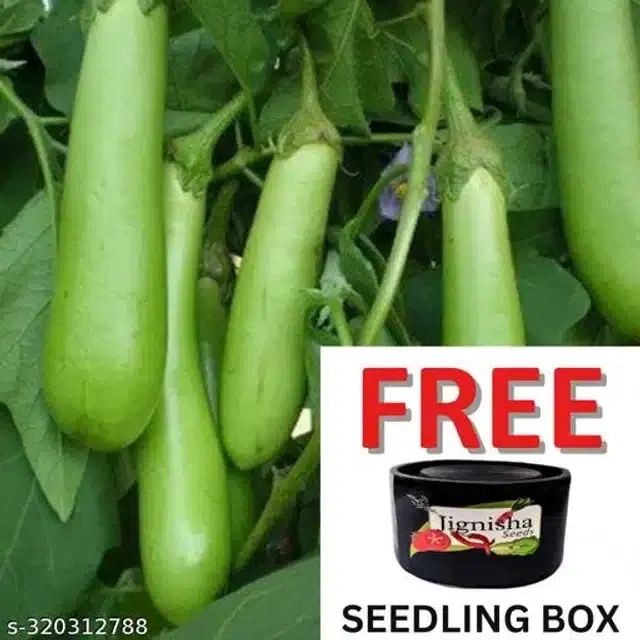 Green Long Eggplant Seeds, Pack of 50