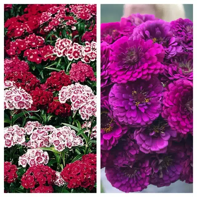 Sweet William & Zinnia Purple Flower Seeds, Pack of 2