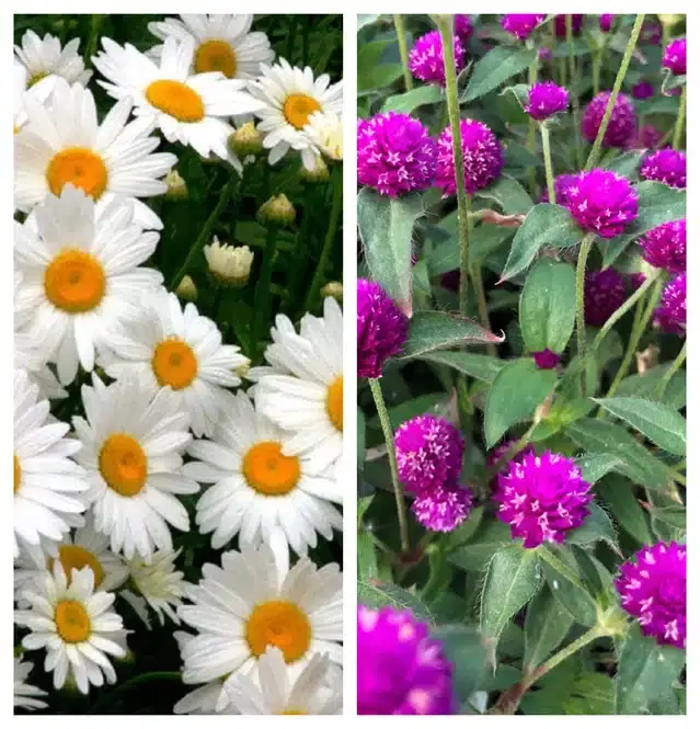 Daisy Mix & Gomphrena Purple Flower Seeds, Pack of 2