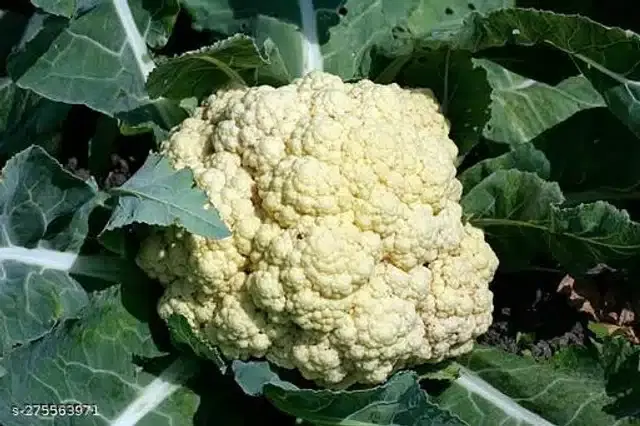Phool Gobhi Cauliflower Seeds, Pack of 100