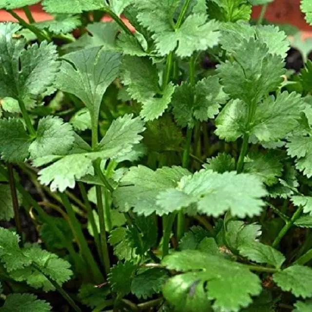 Seeds of Coriander Vegetable, Pack Of 100