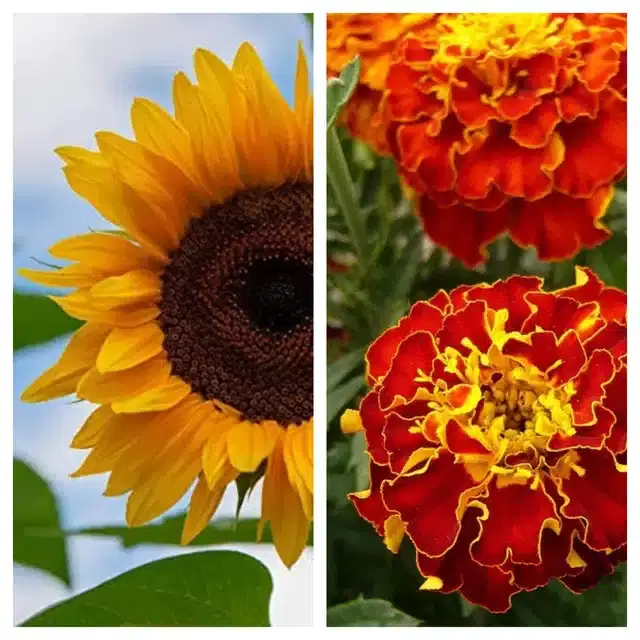 Sunflower & Marigold French Flower Seeds, Pack of 2