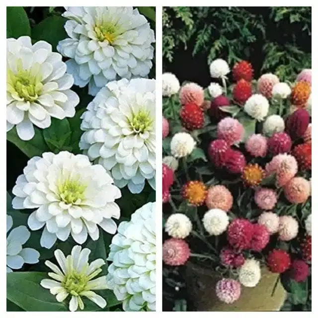 Zinnia White & Gomphrena Mix Flower Seeds, Pack of 2