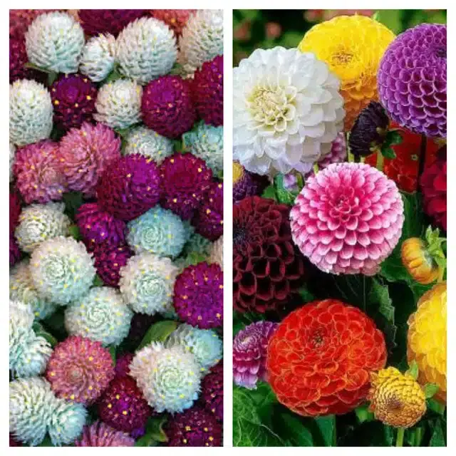 Gomphrena Mix & Dahlia Mix Flower Seeds, Pack of 2