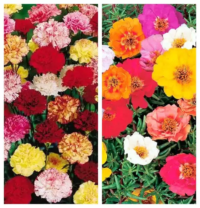 Carnation Mix & Portulaca Mix Flower Seeds, Pack of 2
