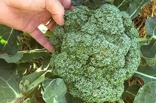 Broccoli Hybrid Seeds, Pack of 100