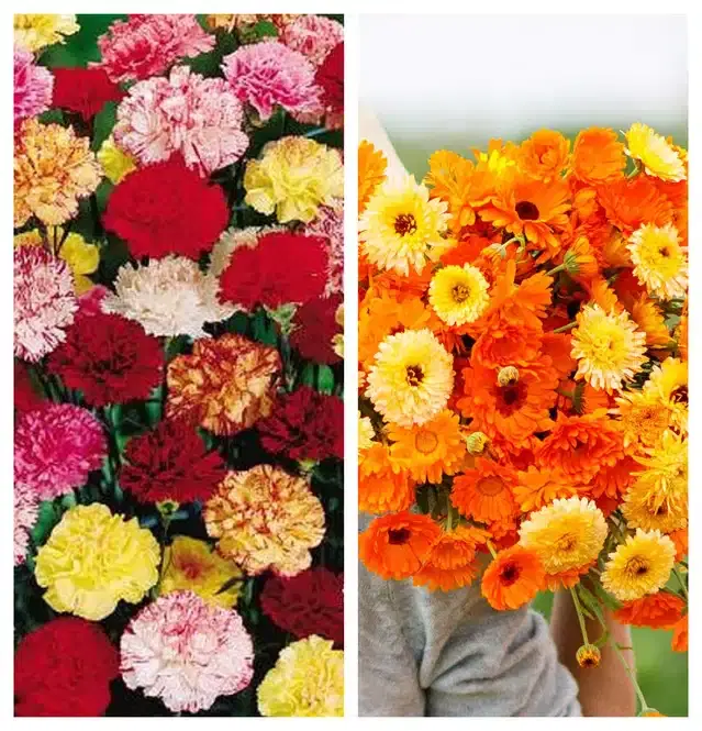 Carnation Mix & Calendula Mix Flower Seeds, Pack of 2