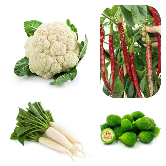 Jignisha Seeds 4 Type of Desi Vegetable Seeds, Red, Set of 1