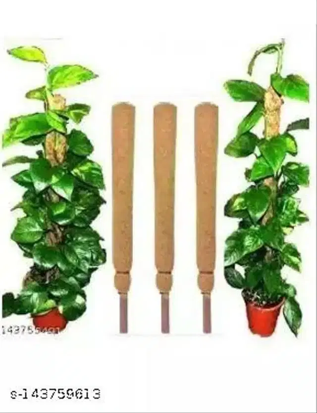 Wooden Moss Stick, Brown, 2 feet, Pack of 3