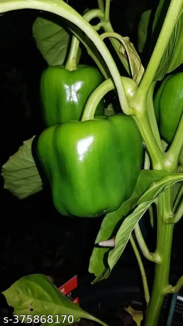 Capsicum Chilli Vegetable Seeds, Pack of 50