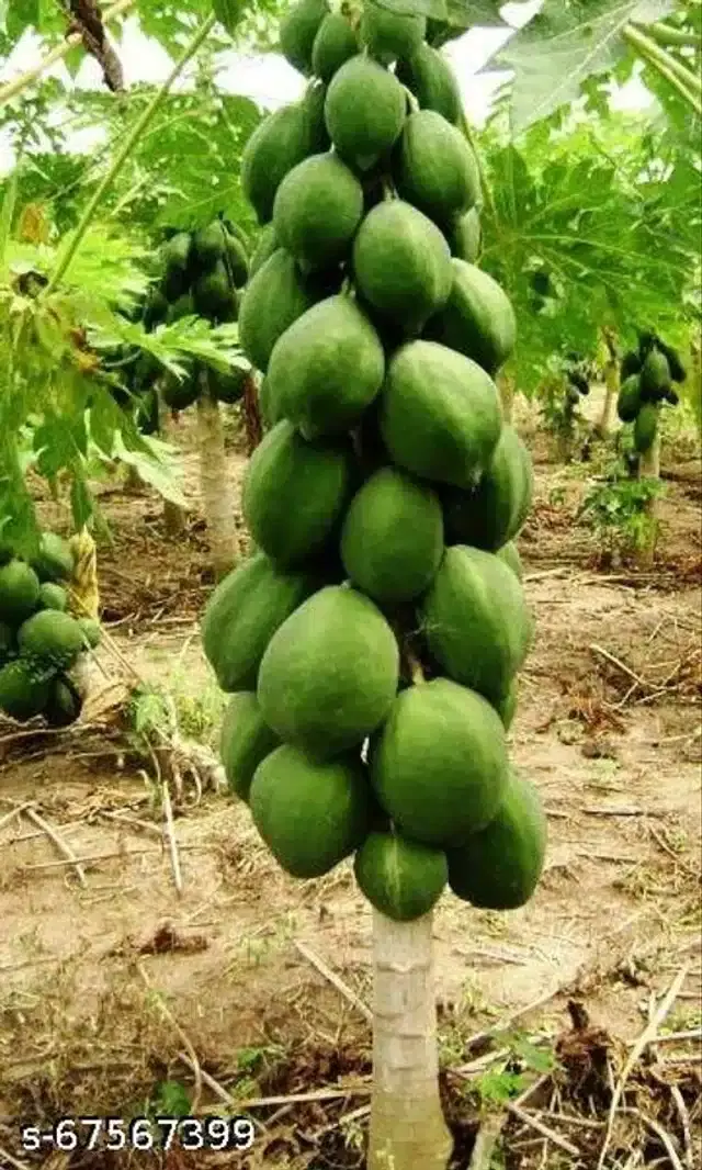 Papaya Hybrid Fruit Seeds, Pack of 50