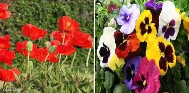 Seeds of Poppy Red Winter Flower & Violet Flower, Pack of 2