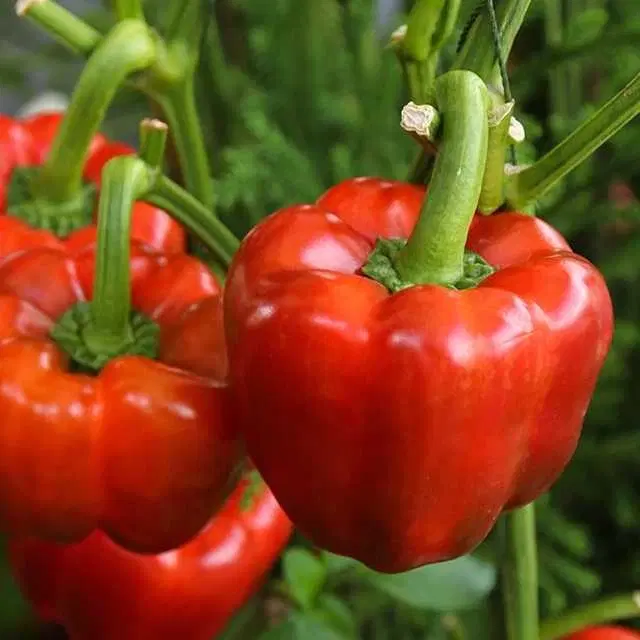 Recron Seeds of Organic Capsicum Vegetable, Pack Of 50