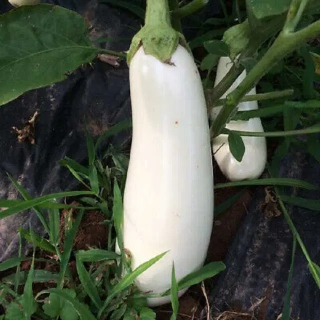 Recron Seeds of Hybrid Long Brinjal Vegetable, Pack Of 50