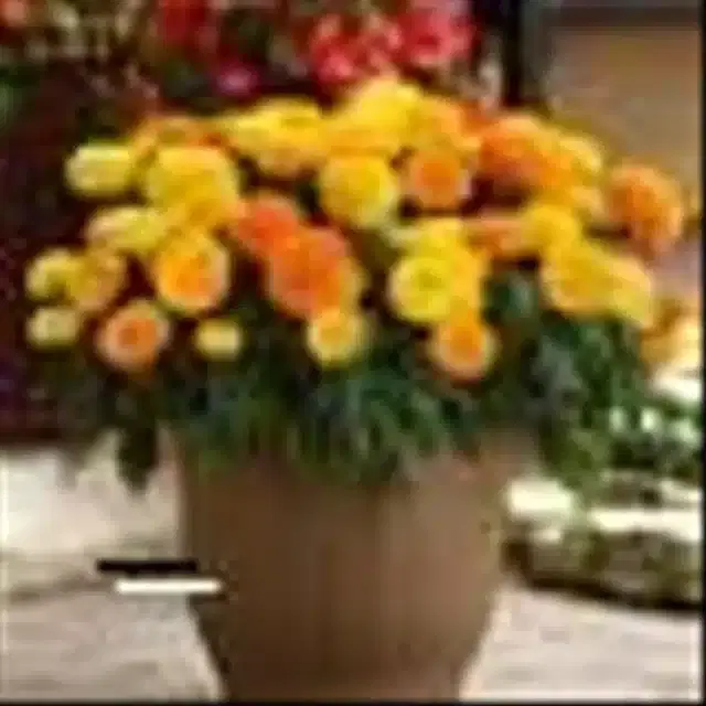 Mix Marigold Flower Seeds, Pack of 30