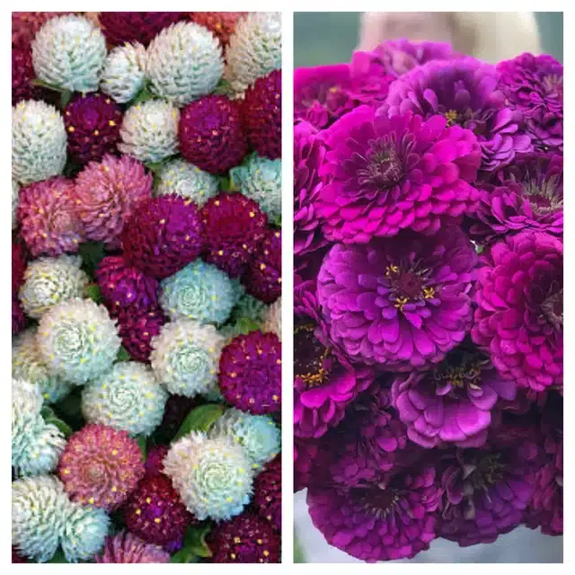 Gomphrena Mix & Zinnia Purple Flower Seeds, Pack of 2