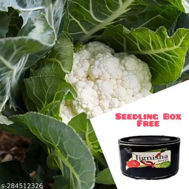 Cauliflower Vegetable Seeds, Pack of 100