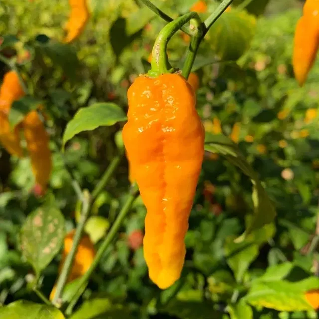 Yellow Ghost Chilli Vegetable Seeds, Pack of 30