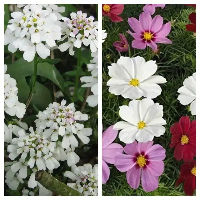Candytuft Flower & Cosmos Mix Flower Seeds, Pack of 2
