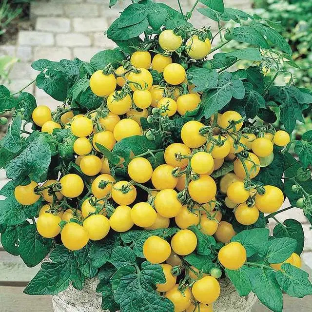 Recron Seeds of Hybrid Tomato F1, Pack Of 50