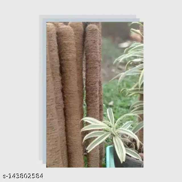 Wooden Moss Stick, Brown, 3 feet, Pack of 3